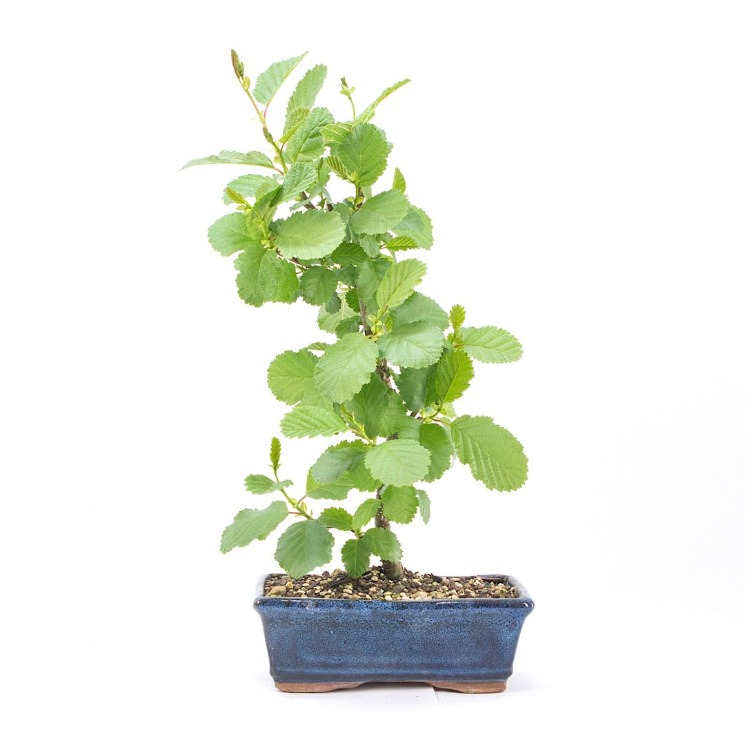 Schwarzerle 'Alnus glutinosa'